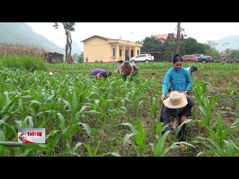 Video Yên Bái gieo trồng cây vụ đông năm 2019 - youtube