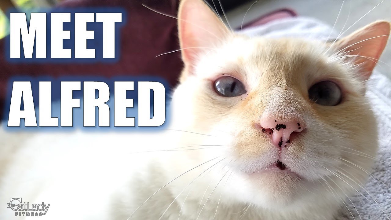 cat food recipes easy Puppy (from 