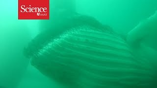 Snippet: Humpback whales crowd together for a new feeding strategy