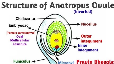 Structure of Anatropus Ovule | Pravin Bhosale