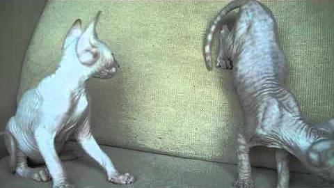 Video 804461: sphynx american, american curl, healthy kittens