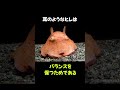 かわいくて大人気の深海生物「メンダコ」の雑学 #動物 #生き物 #shorts #雑学 #豆知識 #おもしろい