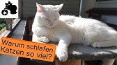 Warum Schlafen Katzen So Viel Youtube