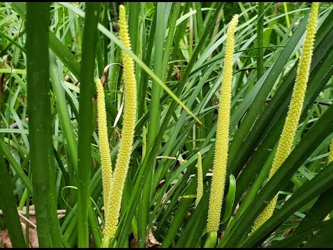 Video: Acorus Sweet Flag-info - Hoe Japanse Sweet Flag-planten te kweken