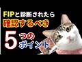 【猫の難病】FIPと言われたら最初に確認してほしいこと｜第152話＠猫伝染性腹膜炎