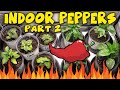 Growing hot peppers indoors  ep2  ac infinity and viparspectra