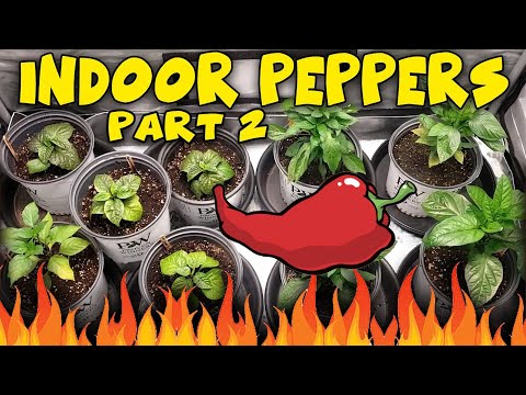 Growing HOT PEPPERS Indoors  Ep.2 - Ac Infinity and Viparspectra