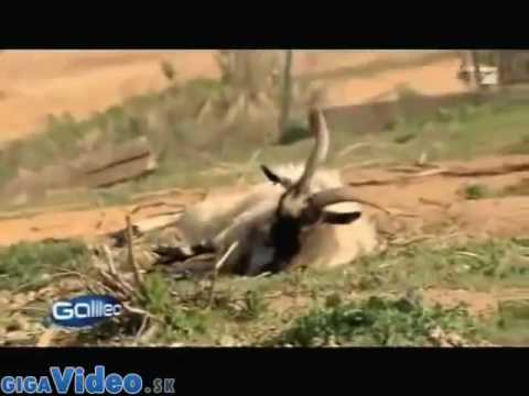Upadające kozy- fainting goats