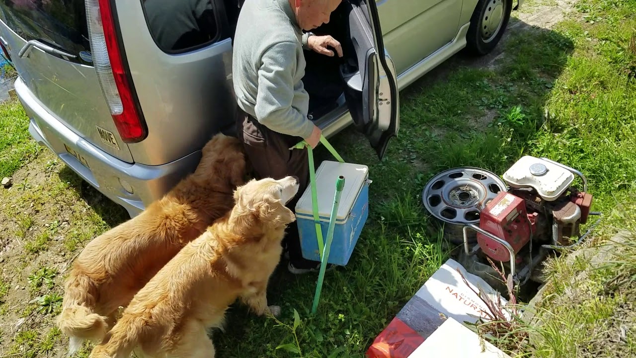 癒し動画 うさぎ My grandfather came up the slope where the cherry blossoms bloom! Golden retriever