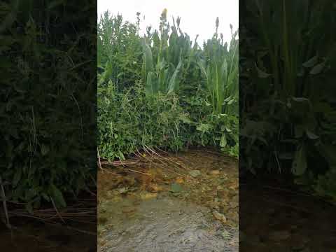 چشمه مورد علاقه معروف من چشمه غ رغ ر لار دماوند خرداد 1403آخرش خیلی جذابه دیوسپید قله دماوند باشکوه