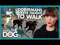 Dobermans Who Never Learned How to go on Walks |  It's Me or The Dog