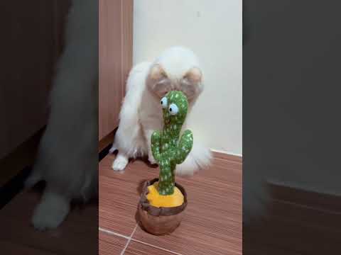 Hilarious Cat's Reaction