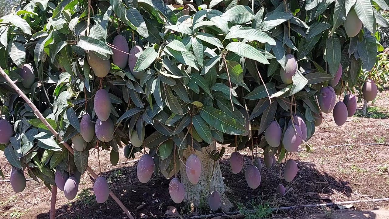 تطعيم المانجو |الفرق بين تطعيم علي الخشب | النموات الحديثة ( سرطانات ) | مانجو العرب 2023