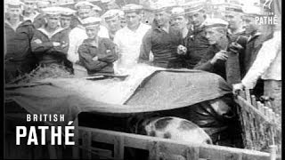 Interned German Liners (1916)