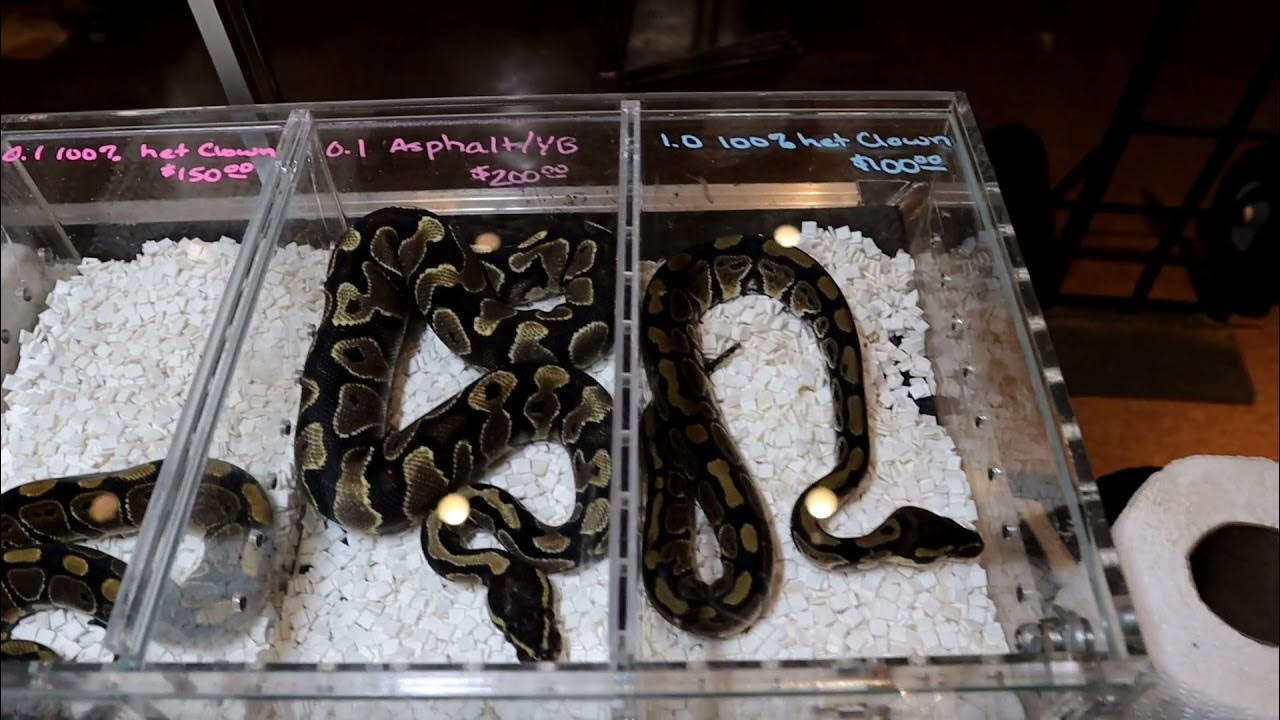 Show Me Snakes and Exotics Reptile show - YouTube