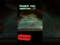 ikan di dalam mangkok #shortvideo