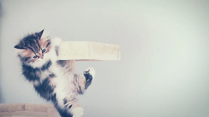 Video 11848301: munchkin kitten, munchkin cat, kitten scared, kitten climbing