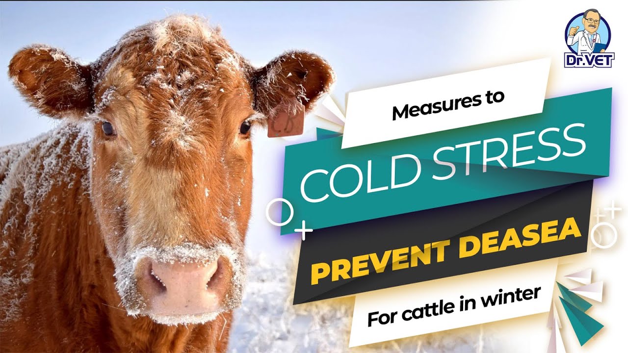 Milk fever in dairy cows Dr.Vet YouTube