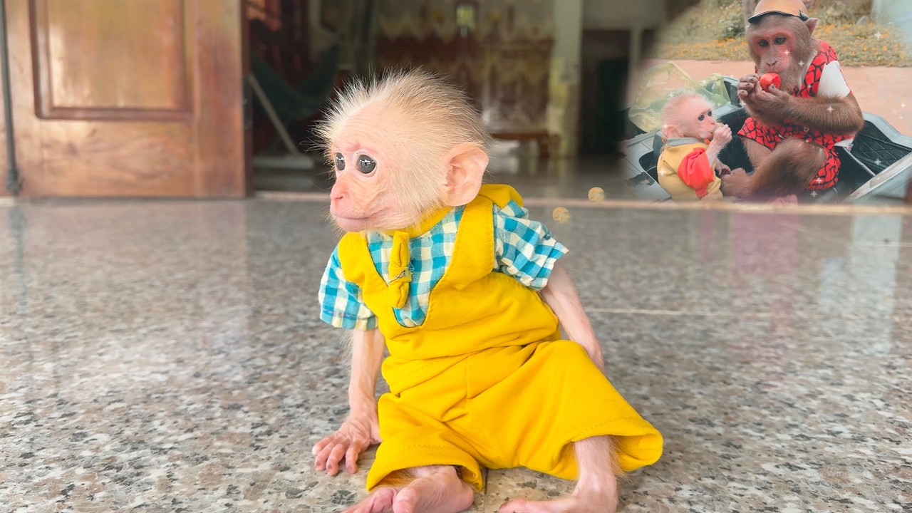 Heart Melting! Baby Monkey Searches for CUTIS After Waking Up