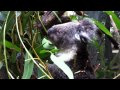 White-bibbed koala munching gum leaves