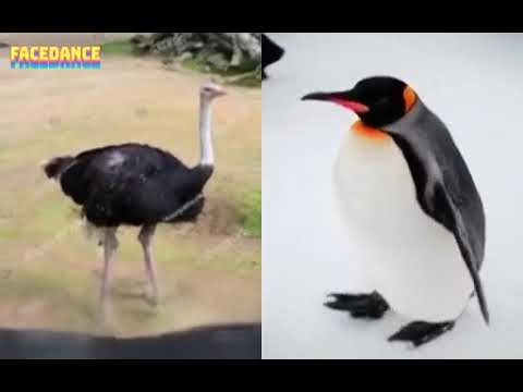 Ostrich And Penguin On FaceDance To