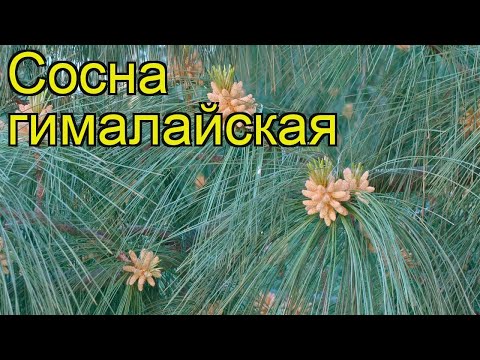 Сосна гималайская (Сосна гималайская). Краткий обзор, описание характеристик, где купить, саженцы
