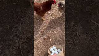 Making Your Hens Lay With Fake Eggs Get Broody Chicken