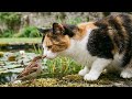 By the Pond with Birds Squirrels &amp; Chipmunks😸 Cat TV