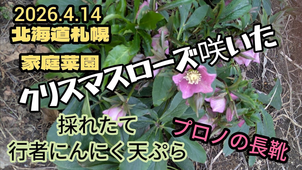 Sapporo, Hokkaido - Home garden: 