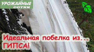 картинка: Чем ЛУЧШЕ БЕЛИТЬ деревья: мел, известь или ГИПС? И можно ли не класть купорос? Ответ в этом видео!