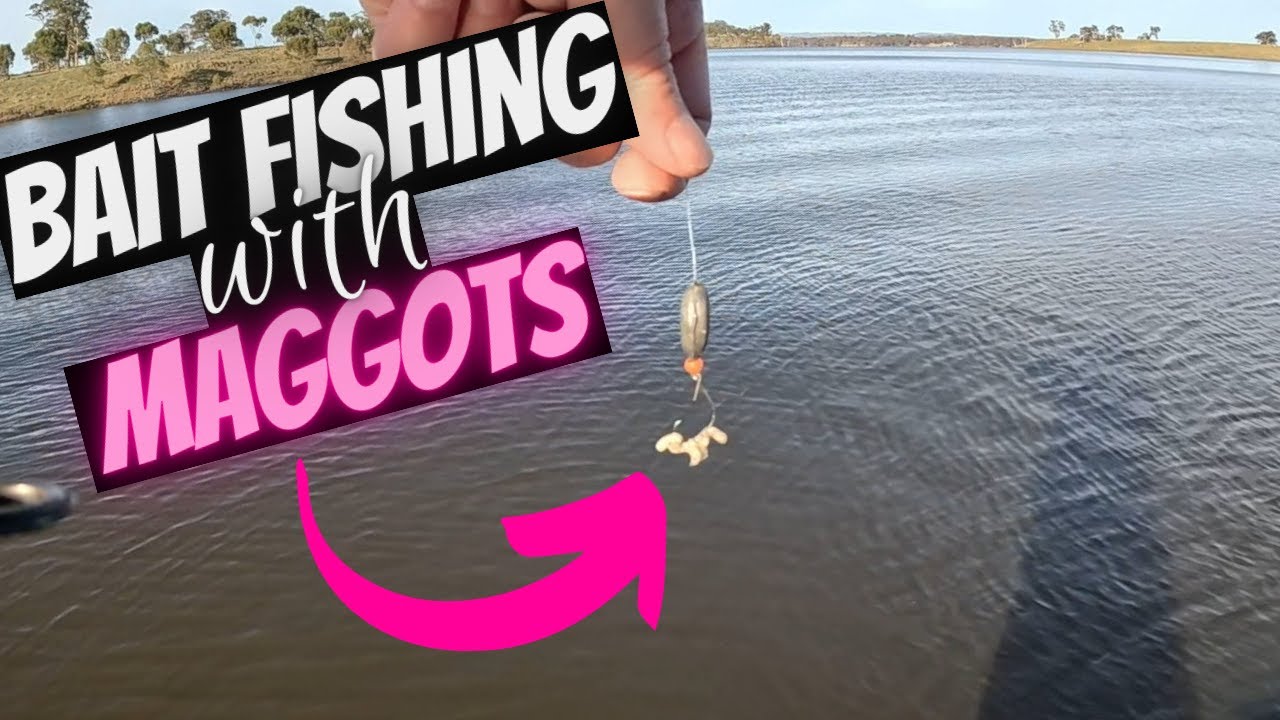 Bait Fishing with Maggots for Redfin 