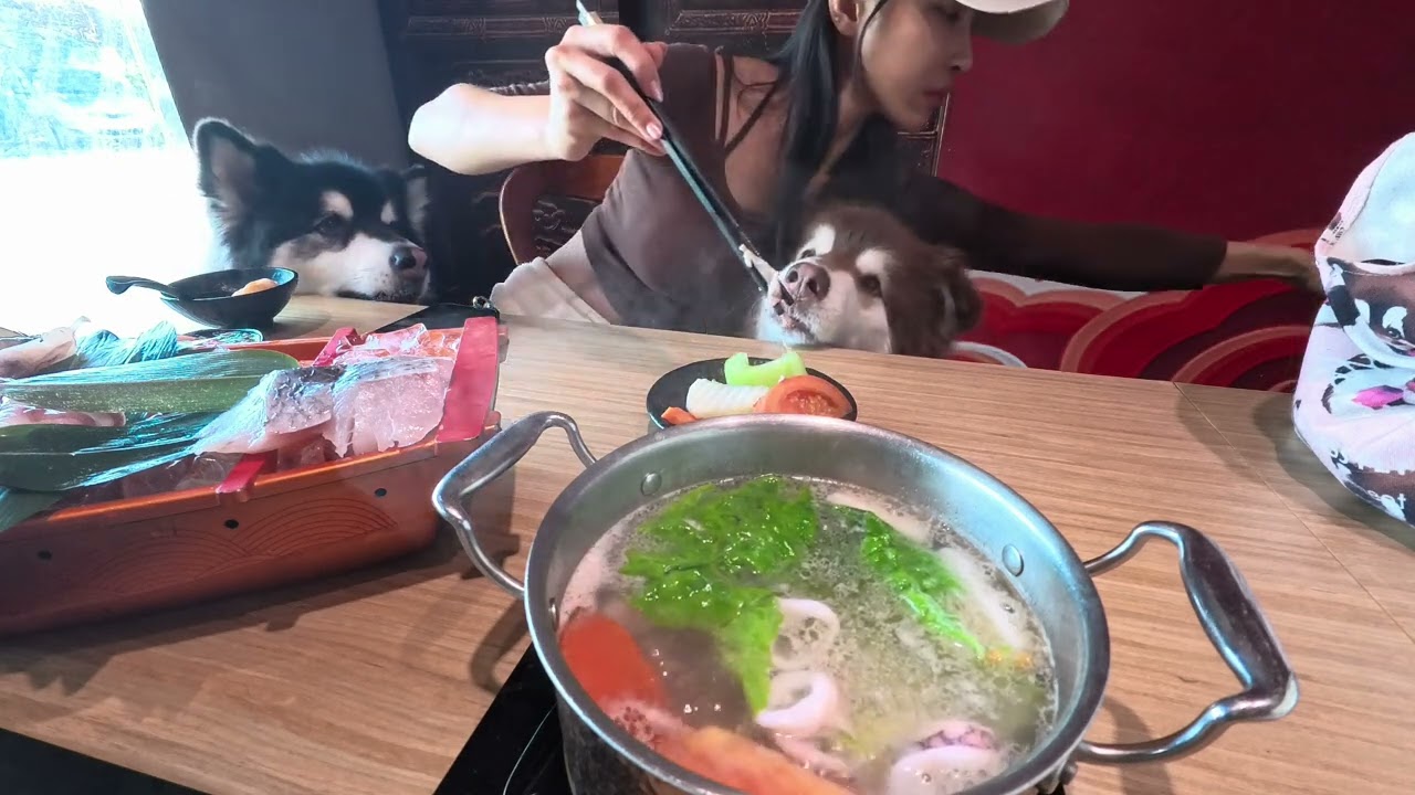 在弟弟妹妹成功卡位下的寶哥⋯唉#阿拉斯加雪橇犬 #husky #pets #kimbo #cutedog #金寶 #cute 