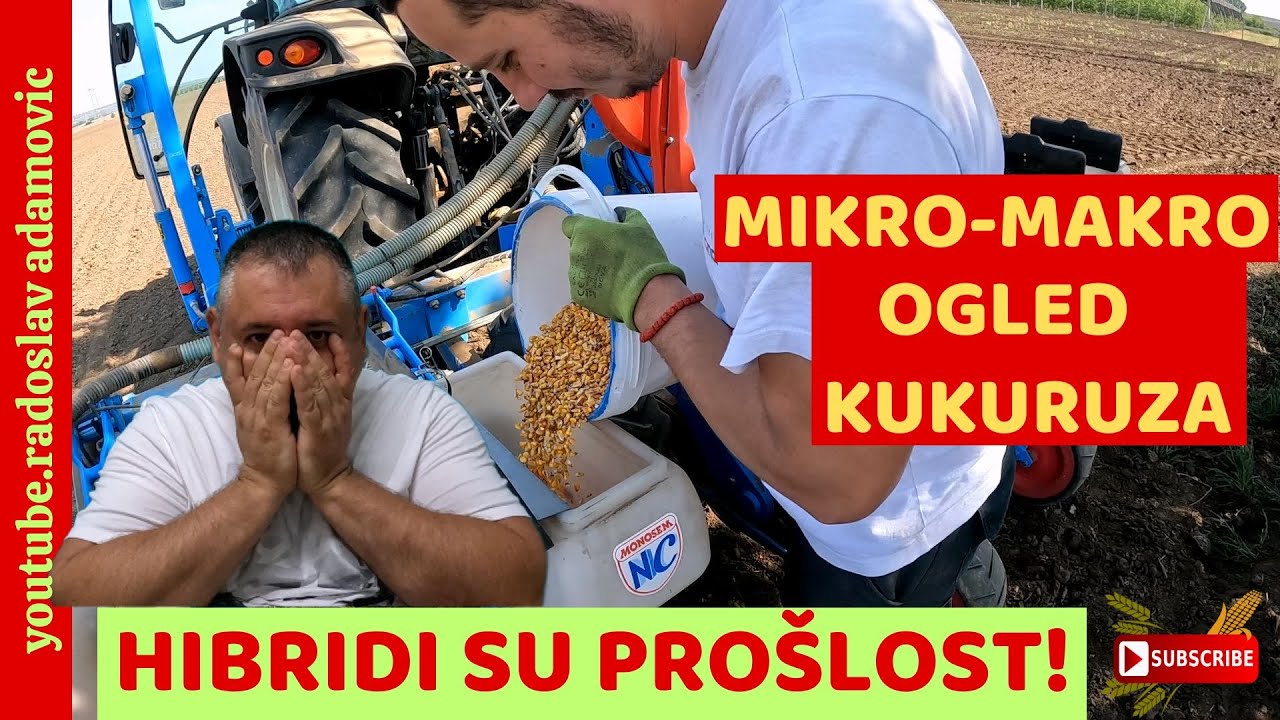 HIBRIDI SU PROŠLOST! SEJEMO MIKRO-MAKRO OGLED KUKURUZA;HYBRIDS ARE THE PAST!MICRO-MACRO TEST OF CORN
