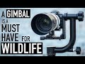 Why you need a gimbal head for wildlife photography