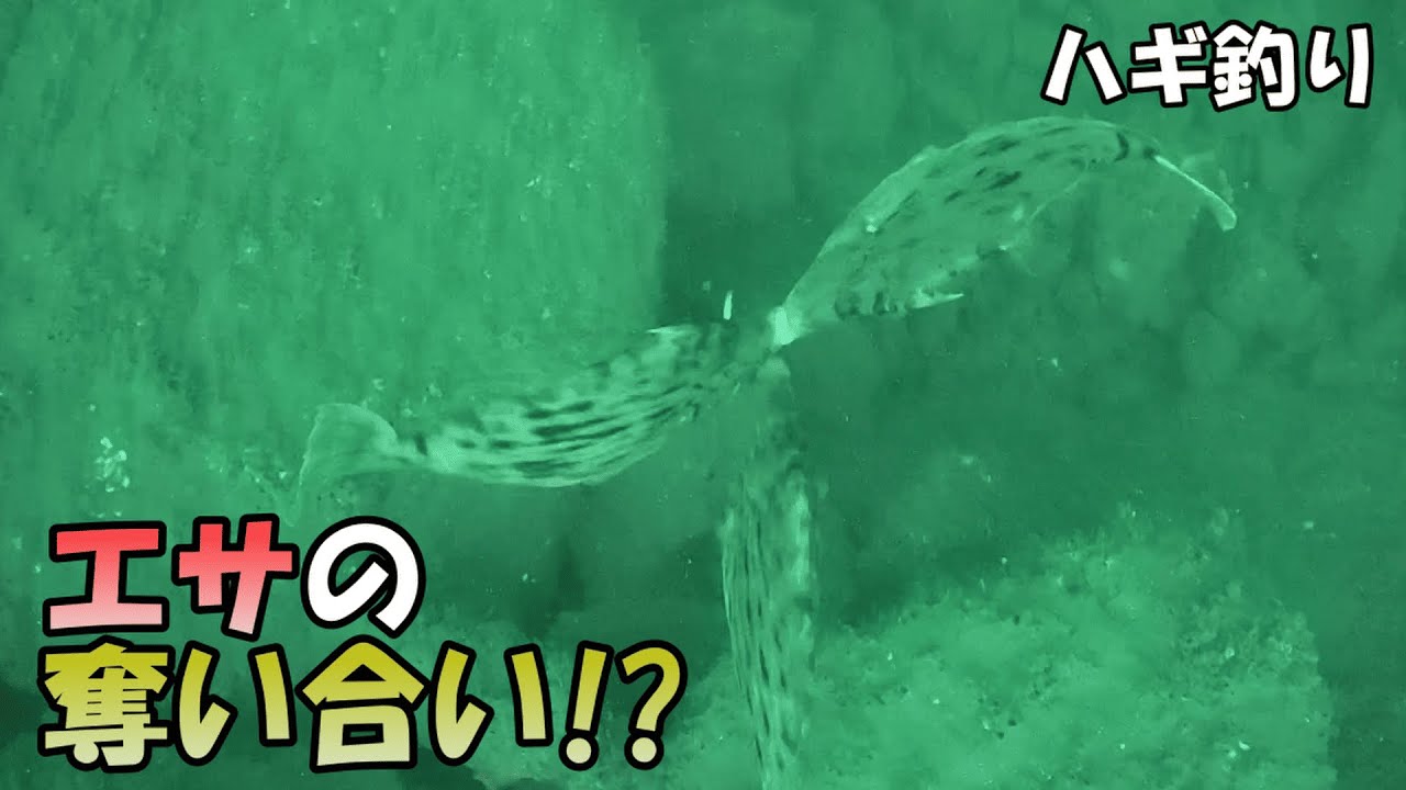 【ハギ釣り】カワハギ同士でエサの奪い合い勃発!?