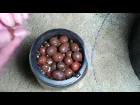 How To Start Beans Witout Rockwool - YouTube