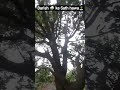 sara aam 🥭 tut gaya 😔..#viral #video #aam #viralreels