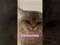 Rebellious kitten#catmoments #cat #catlife #catshorts #cute #rebellious #catmoments #catvideo