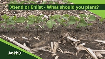 Xtend vs Enlist Soybeans (From Ag PhD Show #1130 - Air Date 12-1-19)