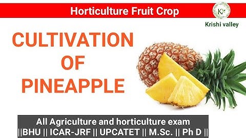 Cultivation of Pineapple || Horticulture Fruit Crop || BHU || ICAR JRF EXAM