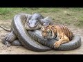 Tiger and Massive Serpent Together? Digital Art at Its Best