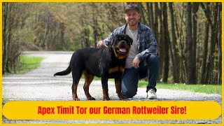 Apex Timit Tor our German Rottweiler Sire!