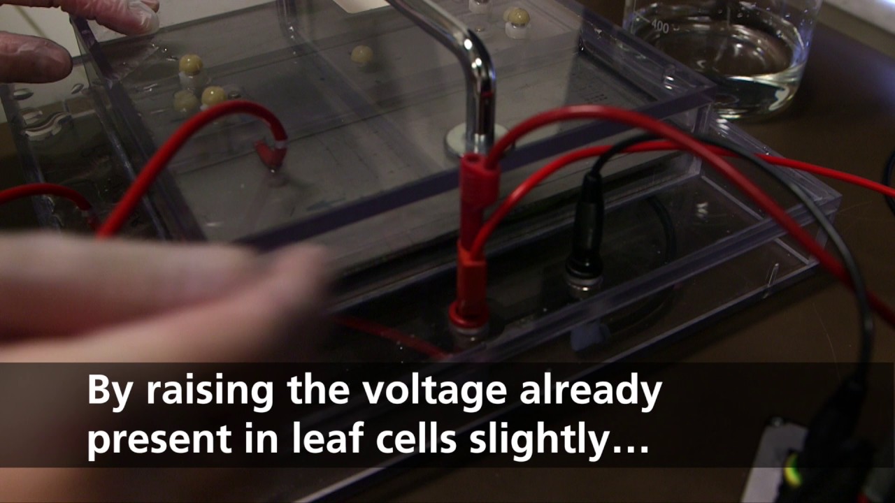 Electric shocks make dried herbs taste better