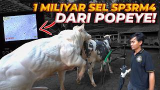 POPEYE KAW1N SAMPE 5 KALI BARU ADA SPERM4 YANG HIDUP!