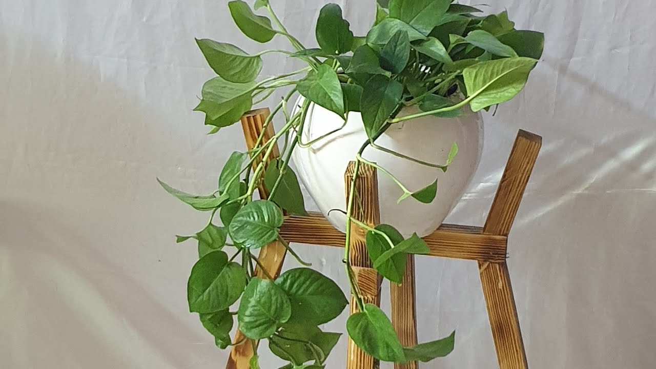 طريقة سقي نبات لبلاب ومعرفة فوائد المسند الذي يوضع للنبات