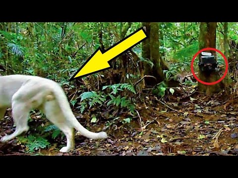 Vídeo: Se Encontró Un Delfín Blanco único En Brasil - Vista Alternativa