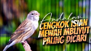 MATERI ISIAN MEWAH JAWARA ! MASTERAN KENARI ISIAN BLACKTHROAT GACOR PALING DICARI #03