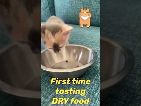 וִידֵאוֹ: מניעה והתגברות על אכילה בררנית - חתול תזונתי נאגטס