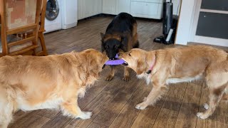 Serious Argument Between A German Shepherd and Two Golden Retrievers