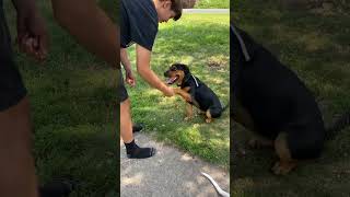 6 month old Henny is a Rottweiler and black Lab mix#hometraining   #rottweiler#blacklabs#shorts